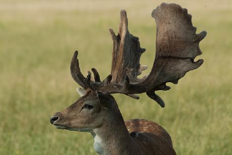 granja de cría de gamo Polonia
