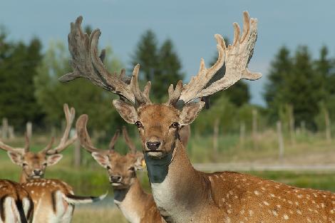 granja de cría de gamo Polonia