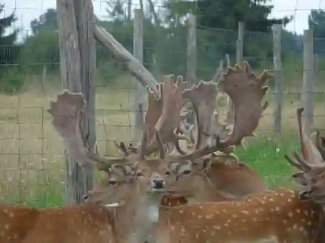 Ciervo común en la granja
