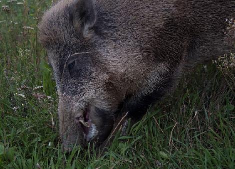 granja de cría de gamo Polonia