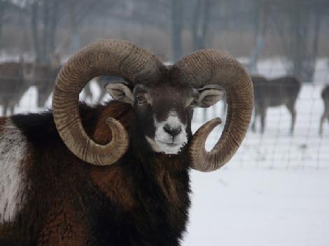 granja de cría de gamo Polonia