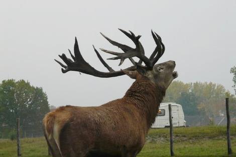 granja de cría de gamo Polonia