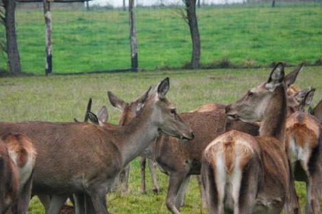 granja de cría de gamo Polonia