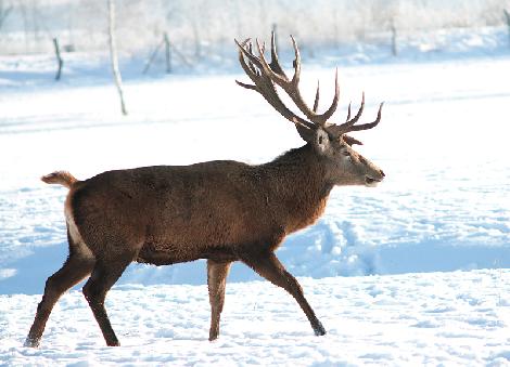granja de cría de gamo Polonia