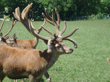granja de cría de gamo Polonia