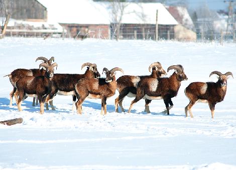 granja de cría de gamo Polonia